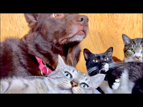 🐱💤 夜専用｜猫ゴロゴロ音で即寝落ちNight Cat Purring ASMR • Sleep サムネイル