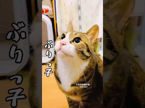 球太のぶりっ子cats shorts 球太 サンタ サムネイル
