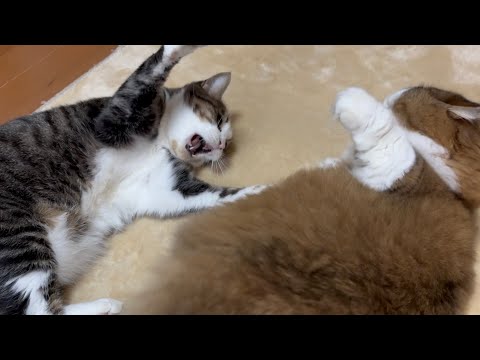 オデコの反抗期もすぐに受け入れる子煩悩な猫