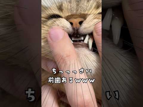 猫の歯ってこんな感じだったの？？ サムネイル