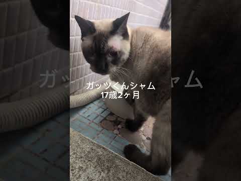 ベンガル猫シャム猫shorts funny 猫catミャク子さんガッツくん