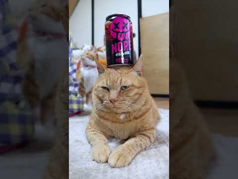 ギルティ炭酸 NOPE 340ml缶　260510　 cat のせ猫 cute　 じゃばギルティ炭酸　kitty ネコ… サムネイル