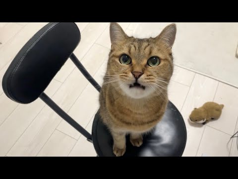 ヒゲ袋をパンパンにしながらご飯を狙いにやってくる猫がこちらです笑 サムネイル