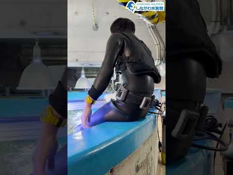 水族館飼育員のゆるゆるVlog⑦＠しながわ水族館【魚類】 サムネイル