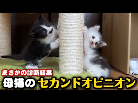 突然死も…ママ猫がセカンドオピニオンを受けてきました
