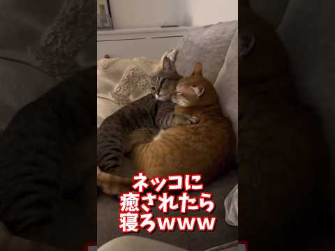 ネッコの動画で癒されたら寝ろｗｗｗ　2ch  動物  猫 癒やし ねこ動画 サムネイル
