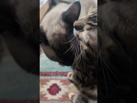 シャム猫ベンガルshorts funny catガッツベンガルミャク子 サムネイル