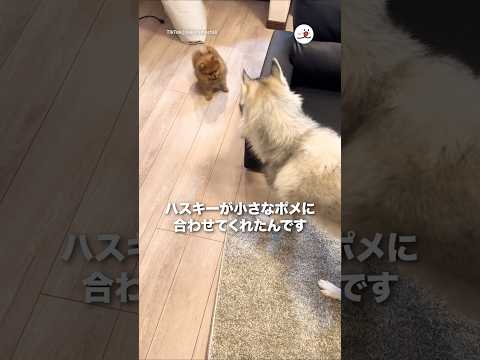 小さなポメに合わせてくれるハスキー｜PECO サムネイル