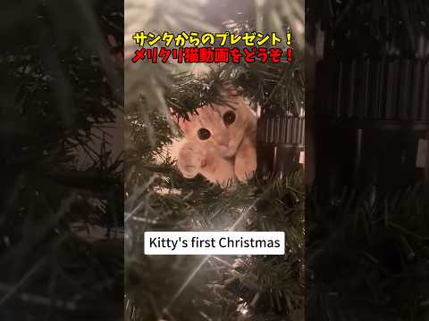 1日遅れのクリスマス🎄🤶　猫 cat cats cute サムネイル