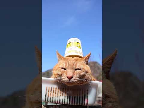 カップヌードルカレー ミニ　260506　 cat のせ猫 cute　 カップヌードル 猫のいる暮らし カレー　 cu… サムネイル
