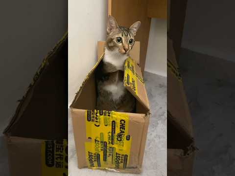 Your cat parcel has arrived! 🐱📦 サムネイル