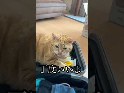 丁度いいよ 猫 cat アメショ 違うよ うめ サムネイル