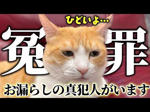 実は布団にお漏らしをしてしまうのはロビンだけではありませんでした…。 サムネイル
