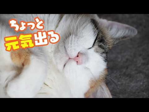猫を見ながらちょっと元気出る12分｜猫あるあるソング