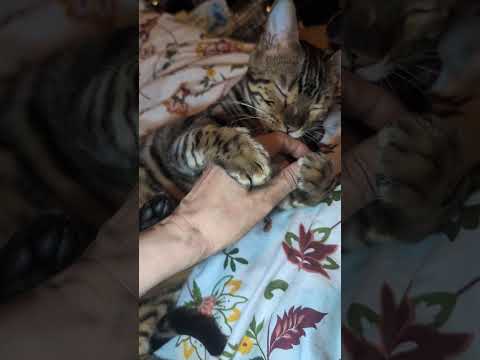 ベンガル猫shorts funny catミャク子サカナクション サムネイル