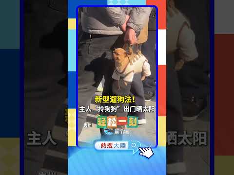 【大陸】新型遛狗法！主人「拎狗狗」出門曬太陽 サムネイル