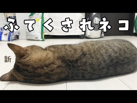 ちょいとイタズラしてママに怒られた猫が完全に拗ねた サムネイル