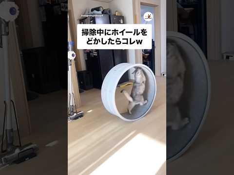 掃除中にキャットホイールをどかしたらコレw|PECO