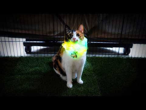 薄暗い外に猫たちと出たら、猫たちが”発光”し始めました…。 サムネイル