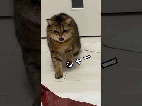 普段怒らない猫がある物にだけブチ切れますww
