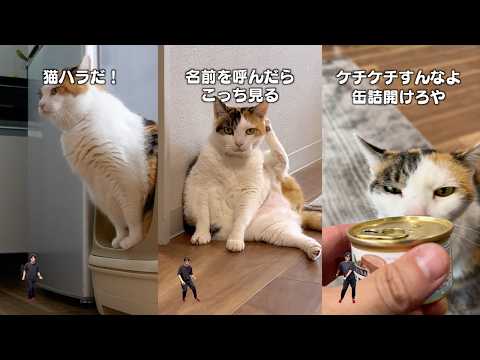 猫飼ってる人にしかワカラナイ７連発 サムネイル