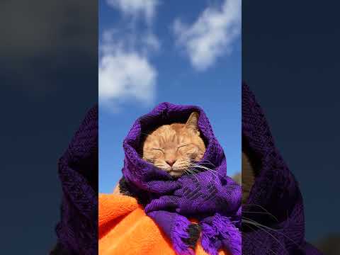 紫おくるみ　260215　のせ猫　 cat cute ねこ　 猫のいる暮らし　 ネコ　 cutecat　 猫のいる生活… サムネイル