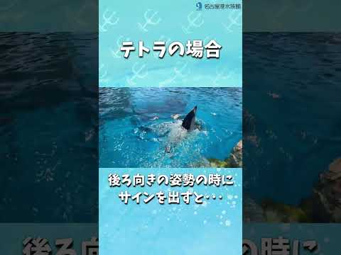 テトラの真似っこ   shorts サムネイル