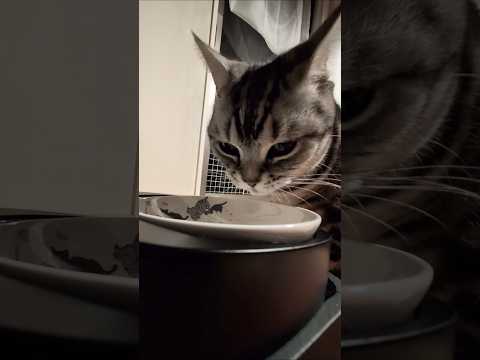 アメショーのラッテ アメショ アメリカンショートヘア 猫と暮らす家猫との暮らし猫 サムネイル