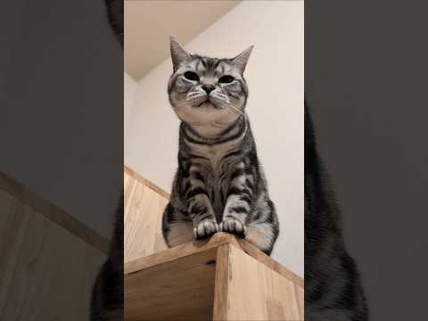 アメショーのラッテ アメショ アメリカンショートヘア 猫と暮らす家猫との暮らし猫 サムネイル