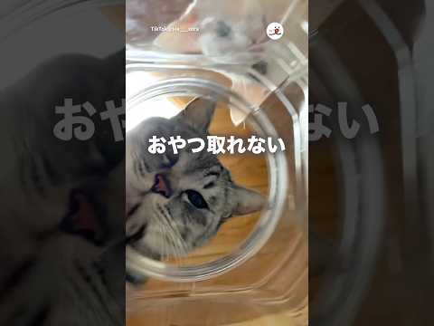 おやつ目線｜PECO サムネイル
