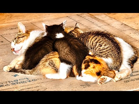 荒れた部屋を掃除したら子猫たちがまさかの姿に。。 サムネイル