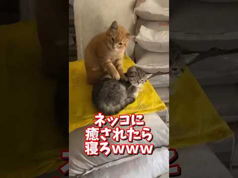 ネッコの動画で癒されたら寝ろｗｗｗ　2ch  動物  猫 癒やし ねこ動画