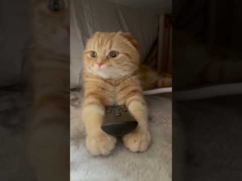 コタツでくつろぐ猫　【スコティッシュフォールド】