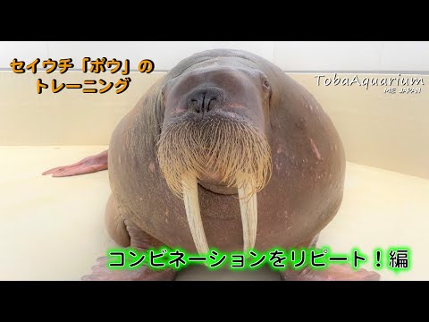 話題沸騰！セイウチ「ポウ」の神回トレーニング動画公開