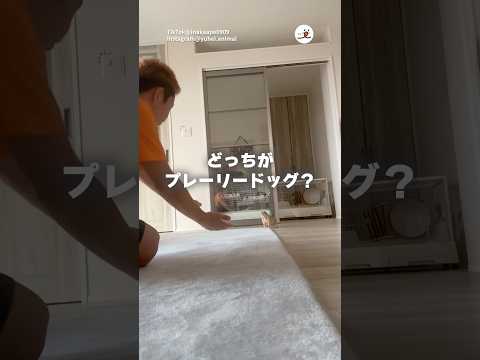 これは毎朝の儀式です|PECO