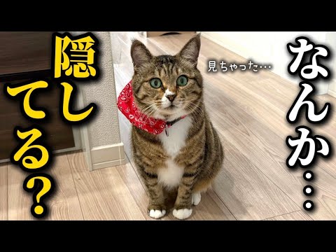 【大ピンチ】部屋に子猫を隠していることが早々にバレてしまいました…