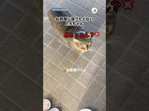 お部屋には帰らない！｜PECO サムネイル