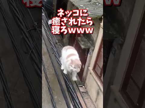 ネッコの動画で癒されたら寝ろｗｗｗ　2ch  動物  猫 癒やし ねこ動画