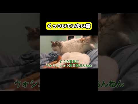 くっつていたい猫　猫 おもしろ アテレコ ニャンチューバーつくし サムネイル