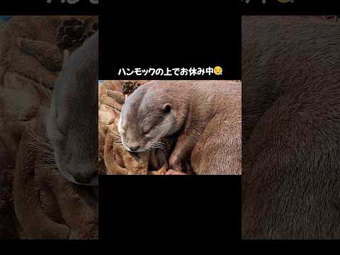 【コツメカワウソ】ハンモックの上でお休み中のラジャ【サンシャイン水族館】shorts 水族館 サムネイル