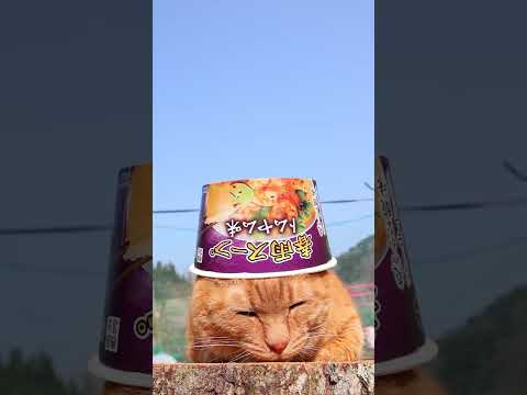 春雨スープ　トムヤム味　260414　のせ猫 cat　 cute　 kitten　 cutecat　 ネコ　 kitt…