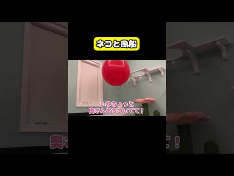 ネコと風船　#猫 #おもしろ #アテレコ #ニャンチューバーつくし