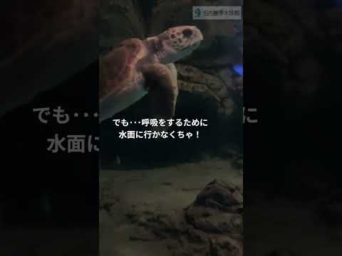 ウミガメの睡眠💤 shots 名古屋港水族館 サムネイル