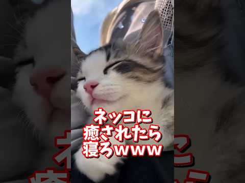 ネッコの動画で癒されたら寝ろｗｗｗ　2ch  動物  猫 癒やし ねこ動画 サムネイル