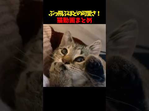 ぶっ飛びぃ〜🚀 猫 cat cats cute