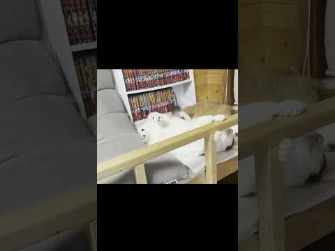 この時は、はしゃぎ過ぎました サムネイル