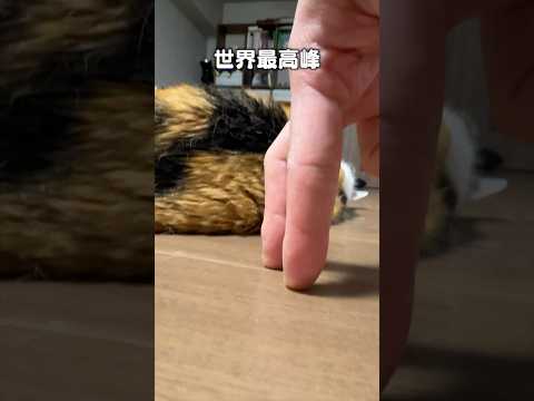 「ねこ登り」猫あるある|フルはApple Musicほか音楽アプリへ