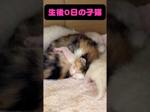 生後0日の赤ちゃん猫👶 サムネイル