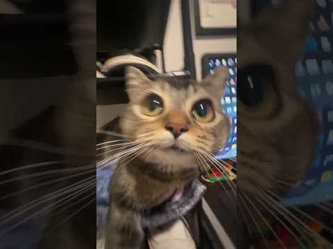 猫に吸い込まれるぅぅぅう💦 サムネイル
