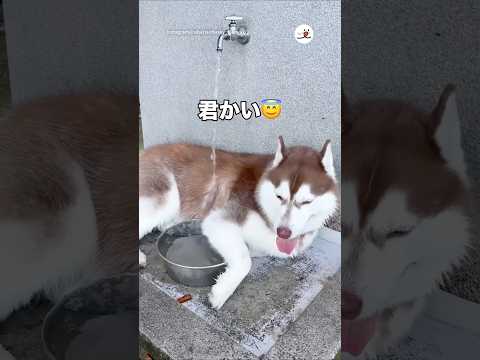 ドッグランで水独占している犬がいるって聞いたら…｜PECO